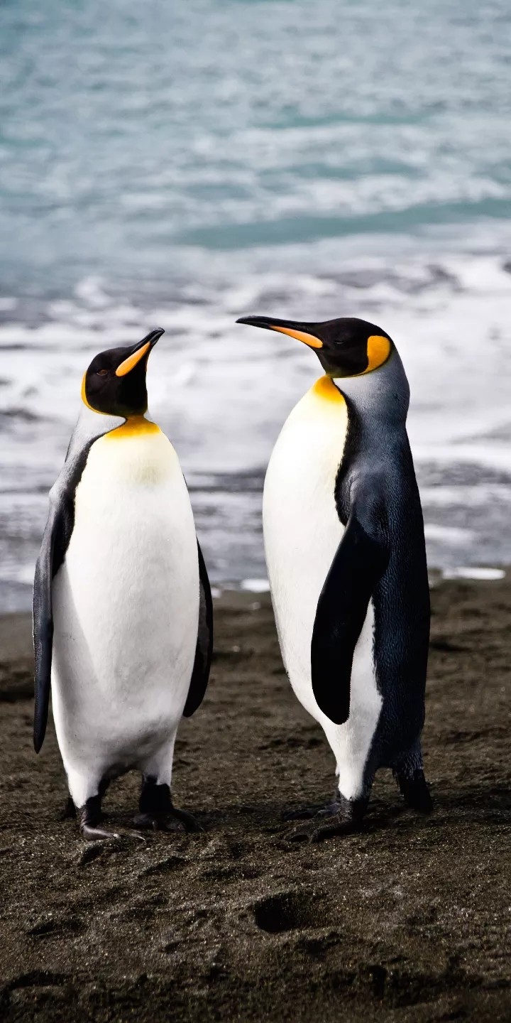 Penguins??