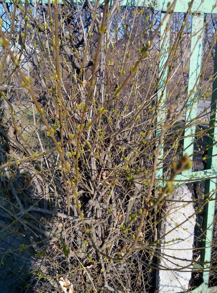 Spring