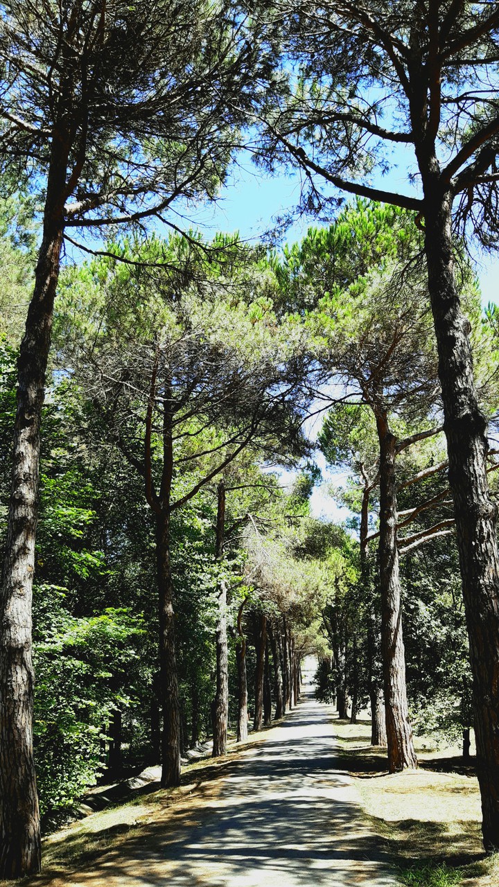 tree