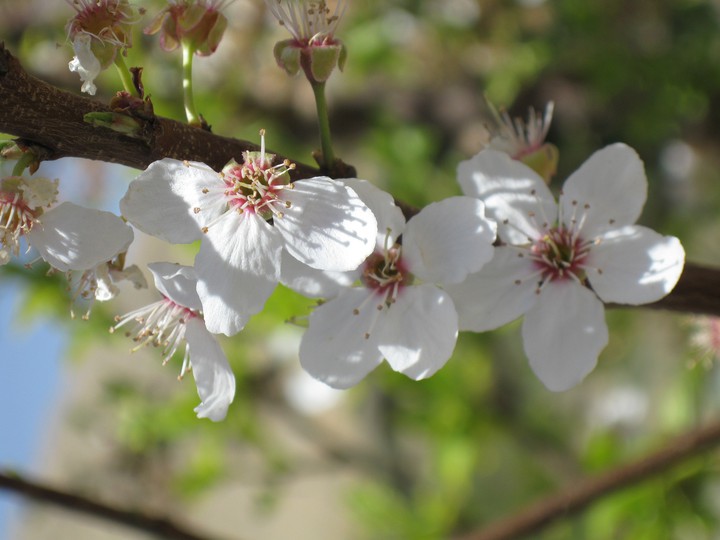Spring blooms