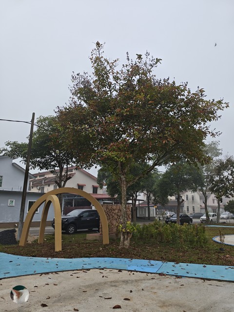 Tree_Misi