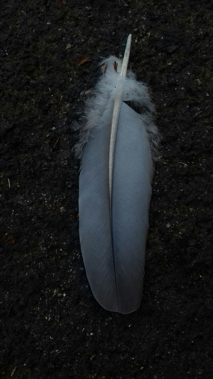 feather