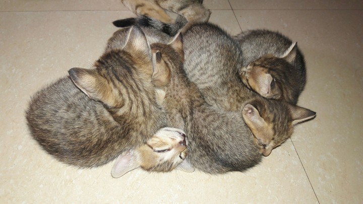 how many cat's .....¿¿¿¿¿
