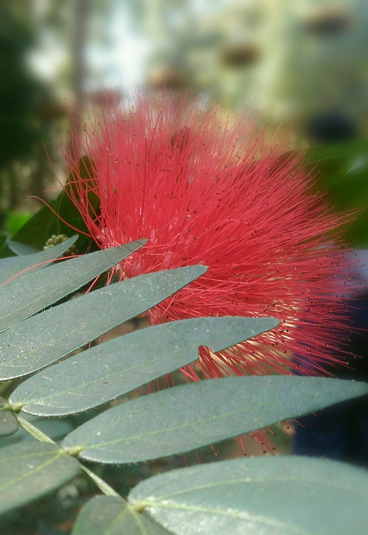 Every flower is a soul blossoming in nature