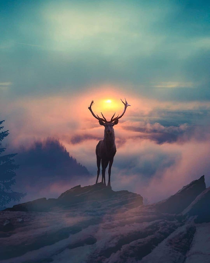 wildlife