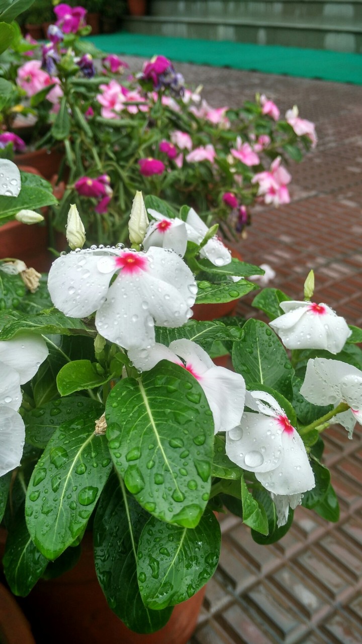 Wet Flowers.
