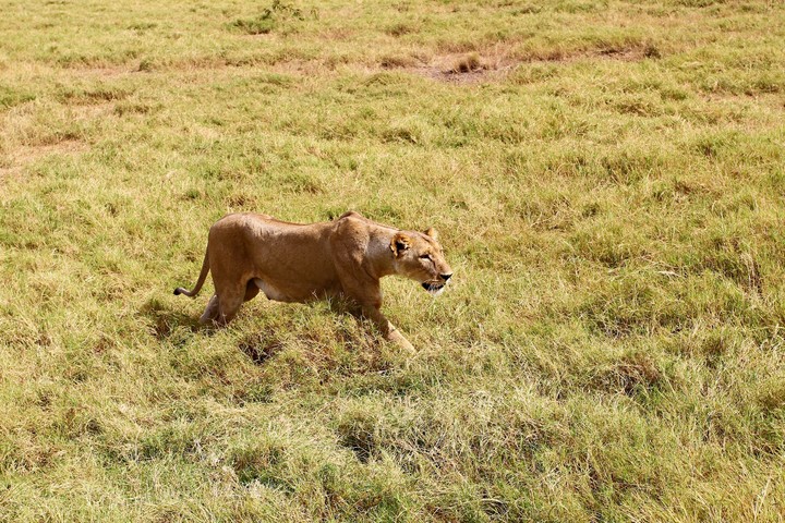 Lion