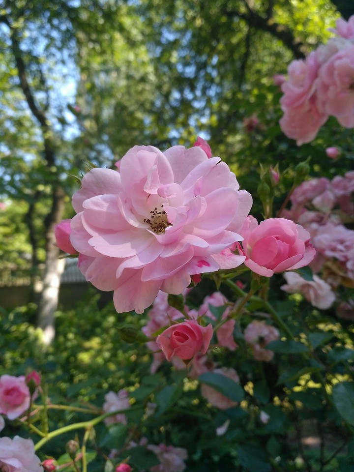 Sweet summer roses (no filters)