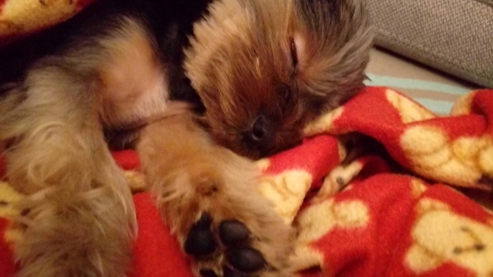 Sleppeng Dog