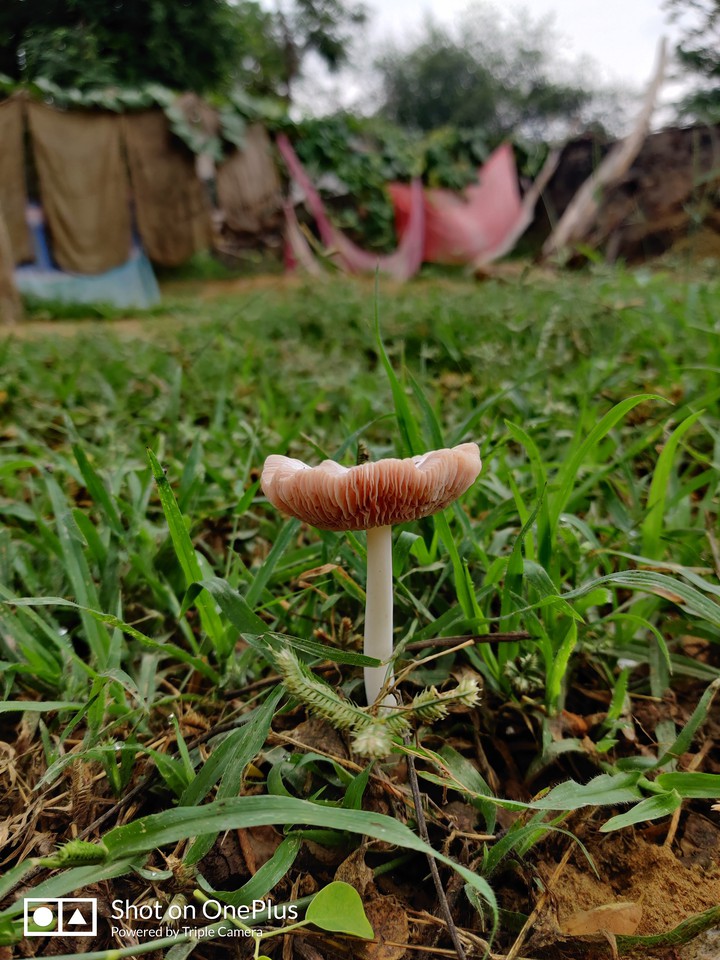 micro camera