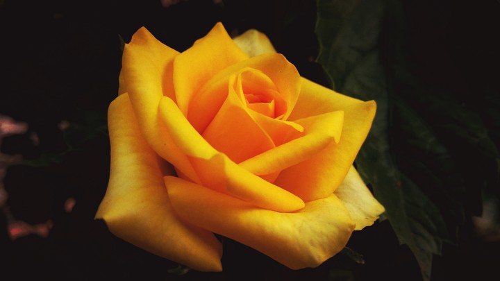 American rose