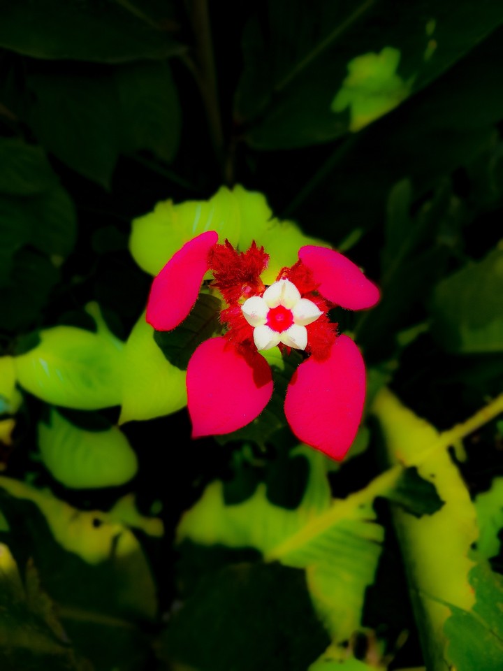 Flower
