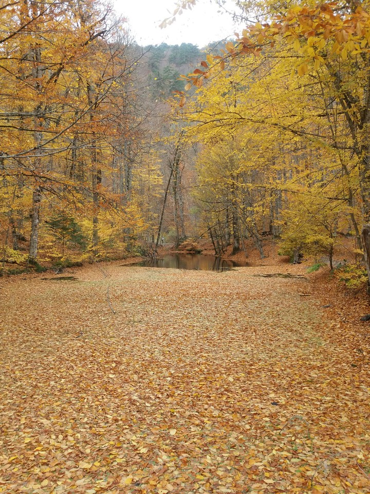 Autumn