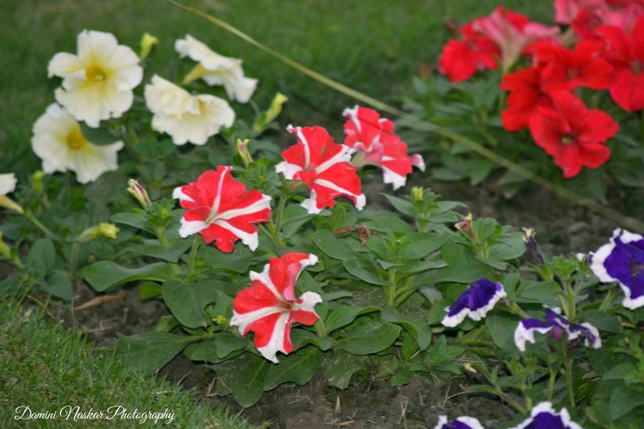 ecopark