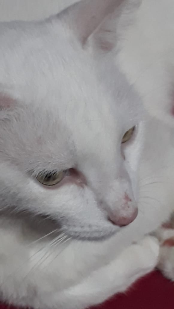 meu miau