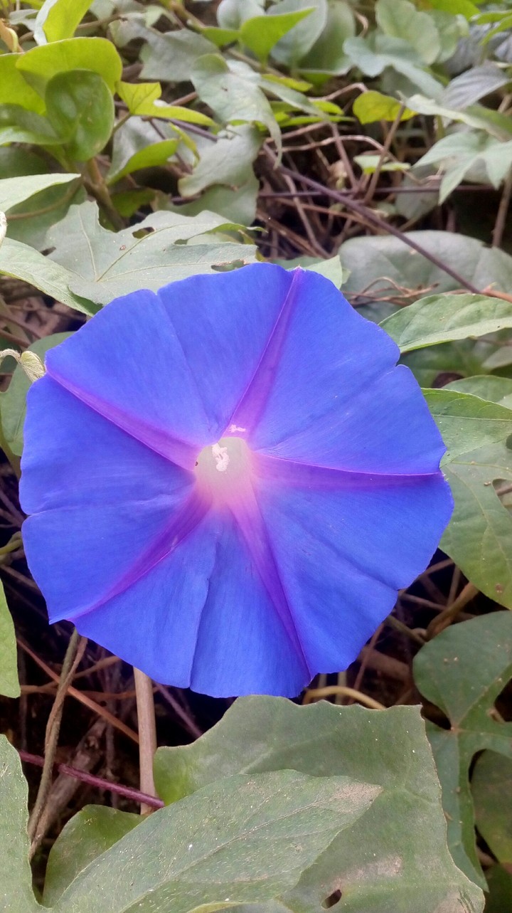 star inside the flower