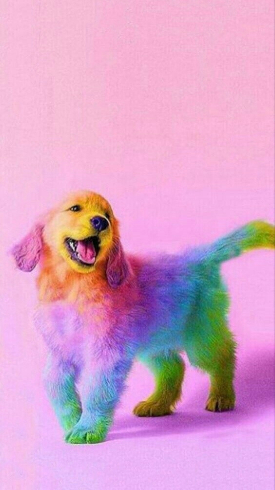 собака