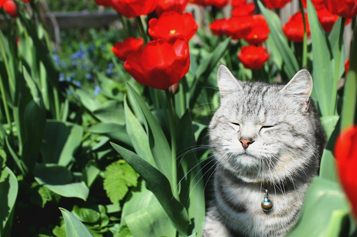 cat flower