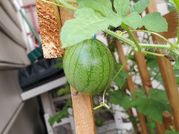 baby watermelon