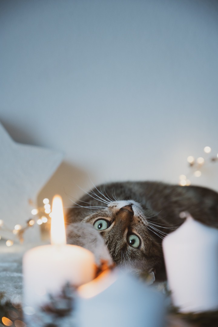 °•✦•°✽♡°•✦•°♡✽°•✦•°✽♡°•✦•°