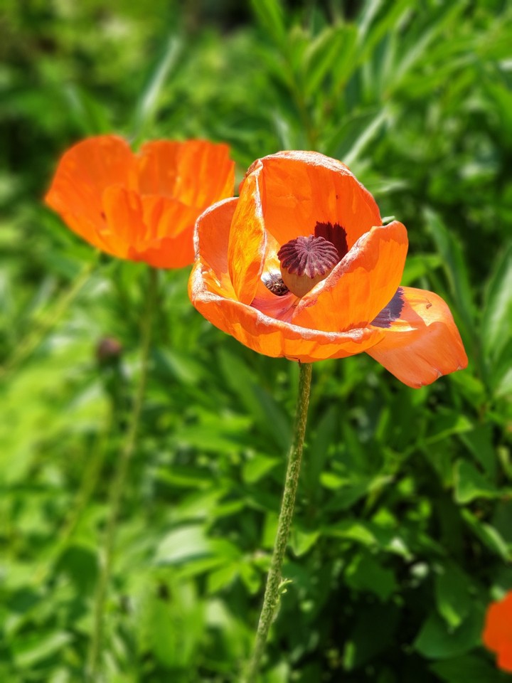 Beautiful poppy