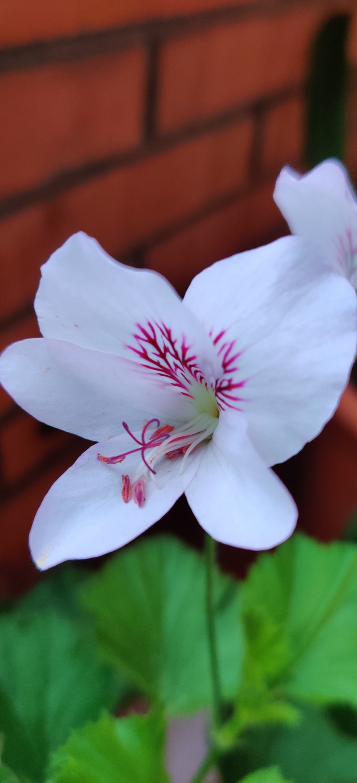 White flower