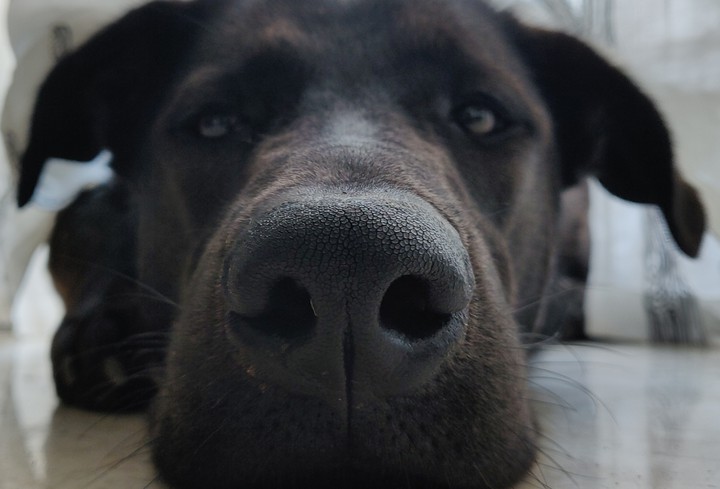 Dog's big nose