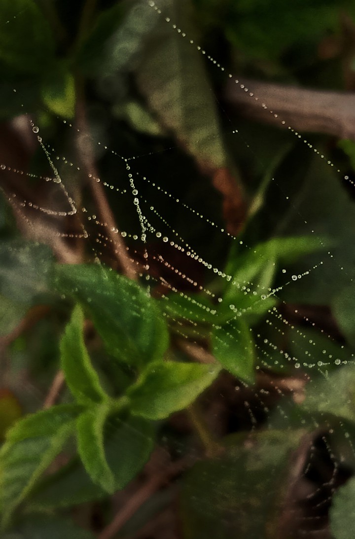web drops
