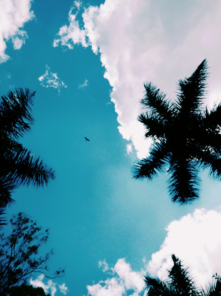 lone bird