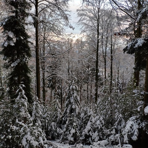 Schwarzwald ♥️