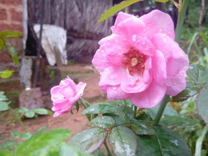 Pink Rose