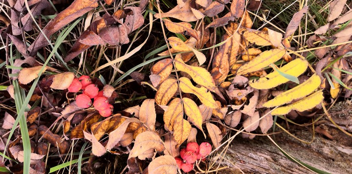 Autumn leaves rowan