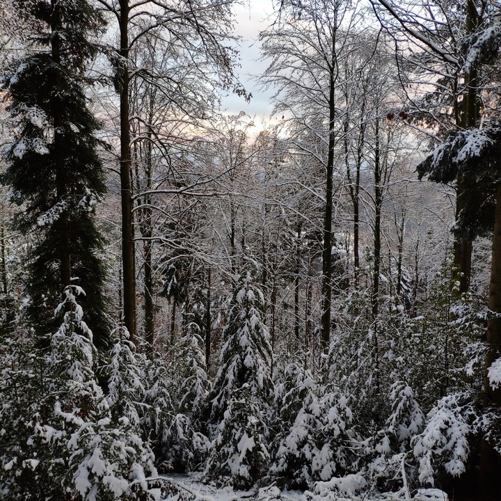 Schwarzwald ♥️