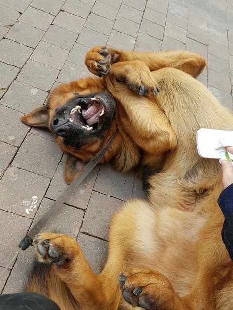 dog, vertebrate Hintergrundbilder