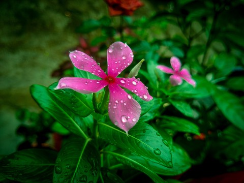 Monsoon blessings ?