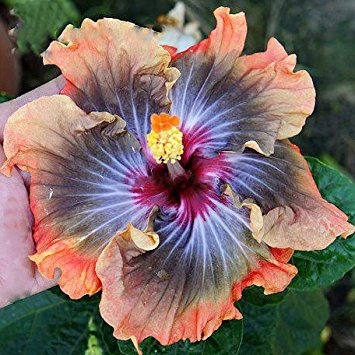 flor3