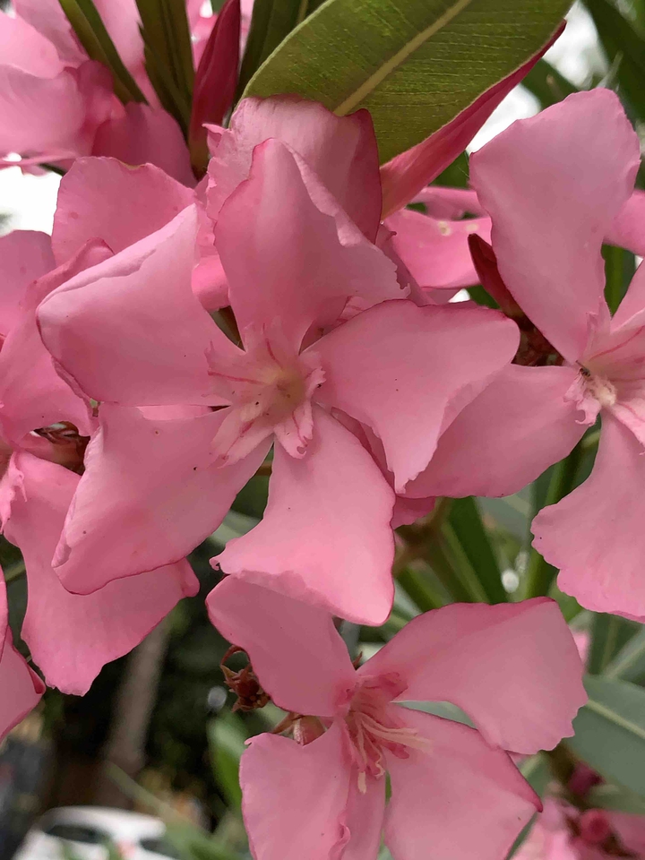 Flores rosadas