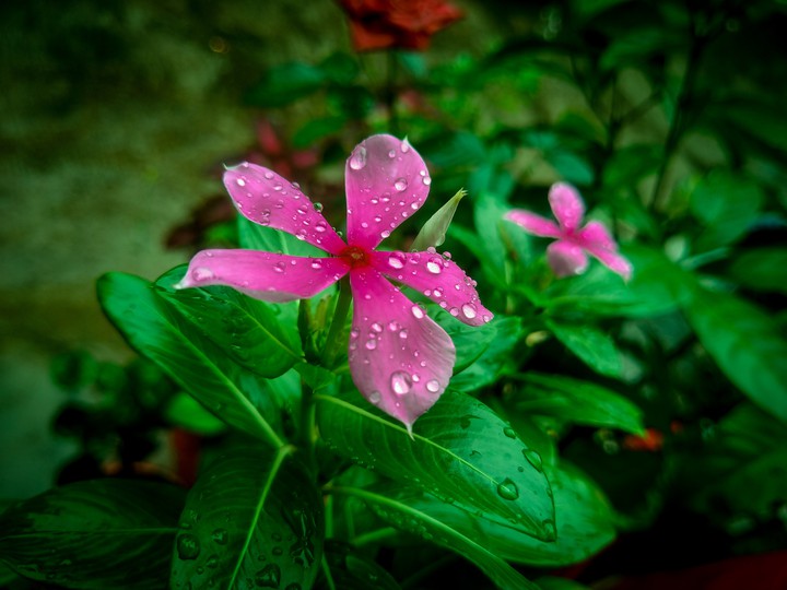 Monsoon blessings ?