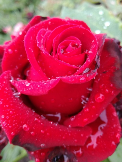 red rose
