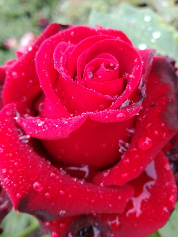 red rose