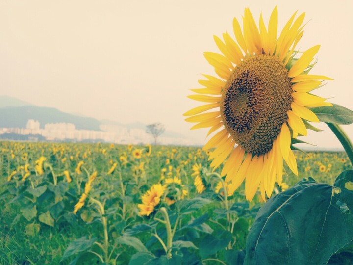 Sunflower