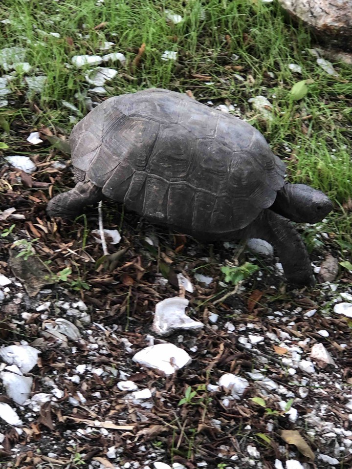 turtles