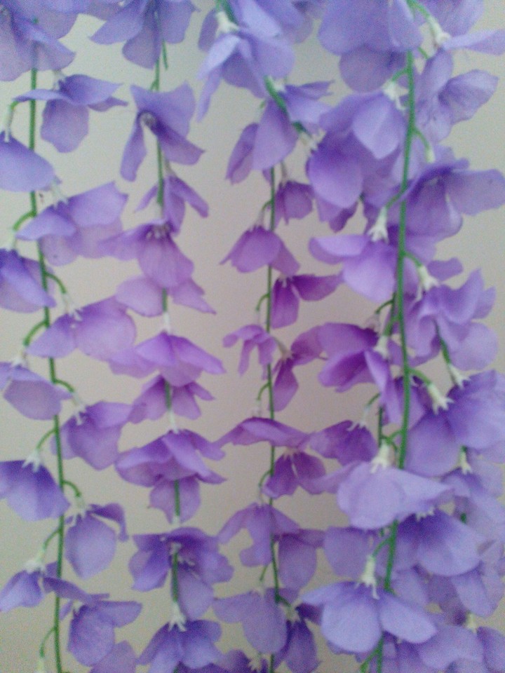 violet flowers