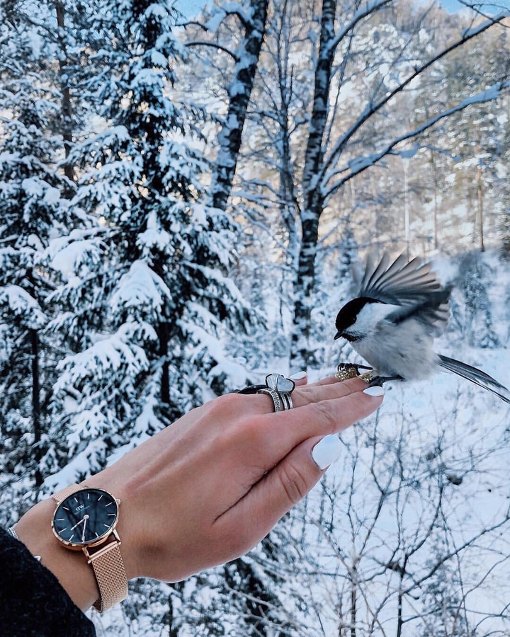 Hand and Bird