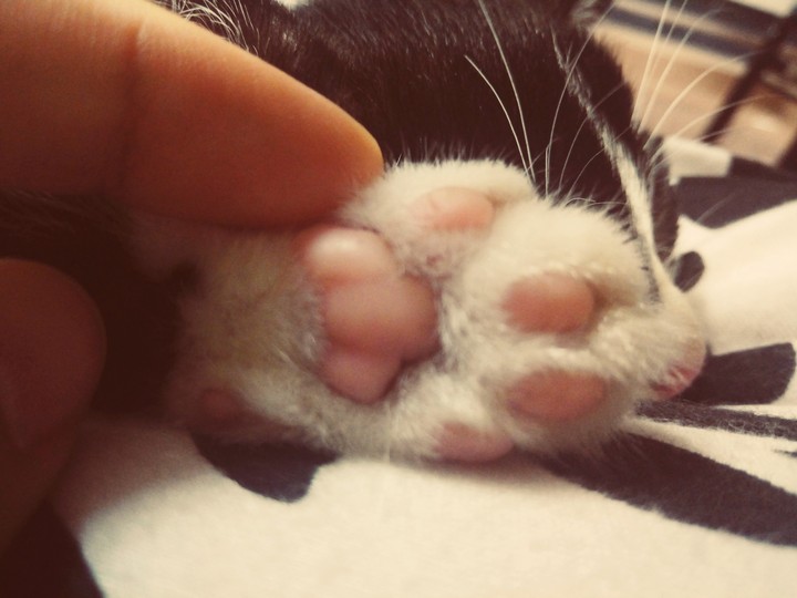 cat palm