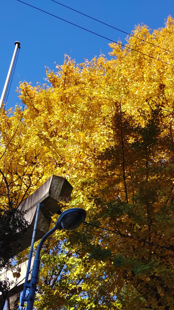 Autumn leaves