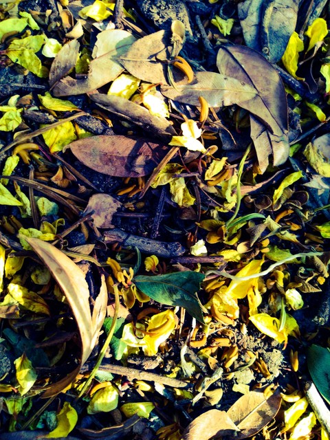 tree trash