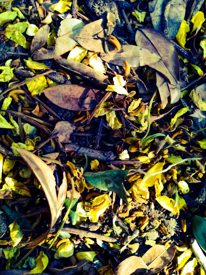 tree trash