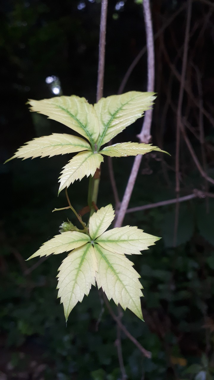 White and Green Leaves