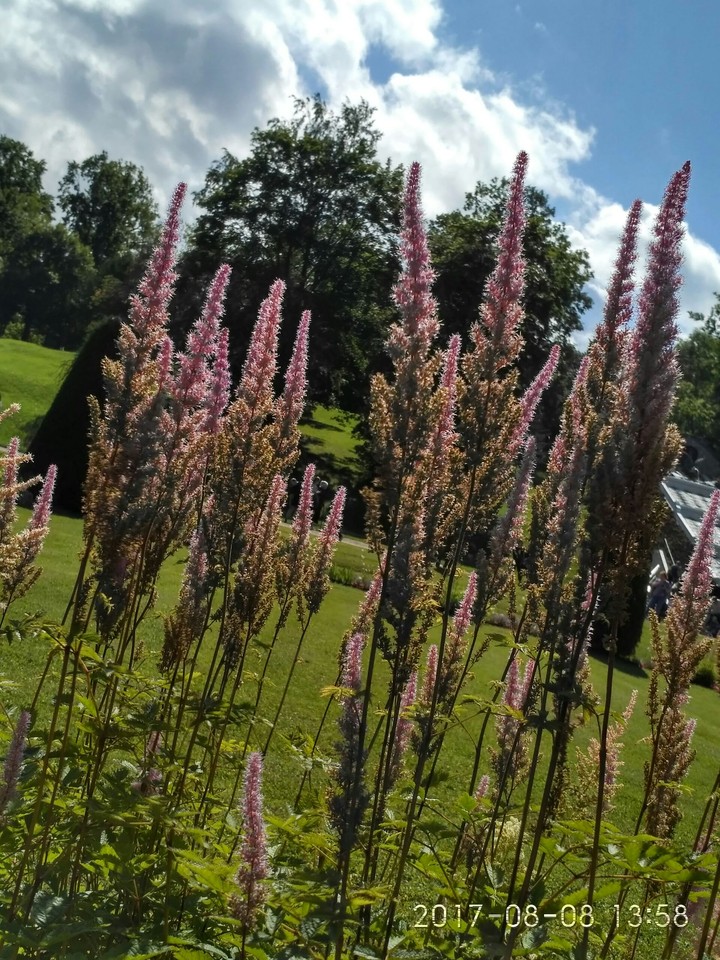 flowers ..